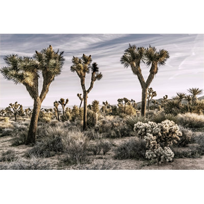 Views of Joshua Tree IX 1 Piece Wall Art on Canvas