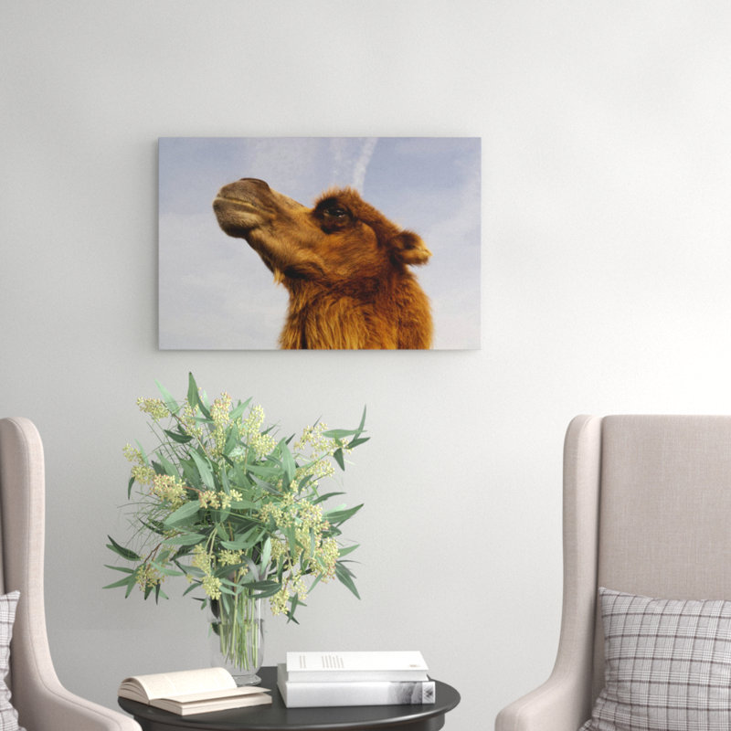 Camel Photographic - Wrapped Canvas, 50cm H x 76cm W