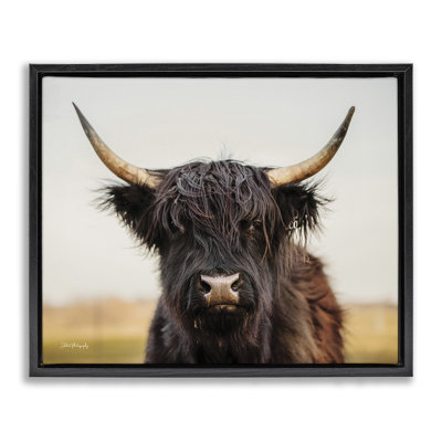Highland Cow Portrait