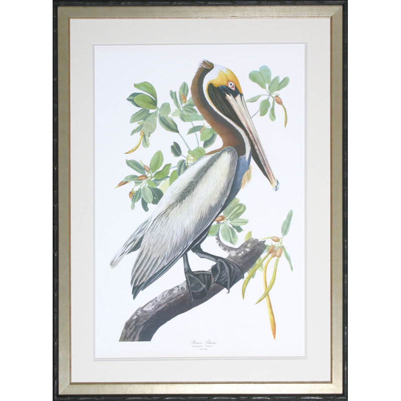 Pelican Print by Audubon