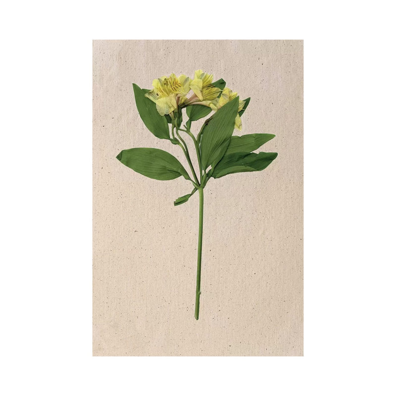 Pretty Pressed Flowers II 1 Piece Wrapped Canvas Wall Art, 30.48cm H x 20.32cm W