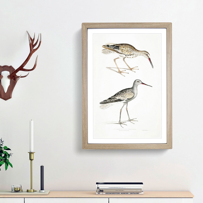 Snipe Bird Illustrations by John Edward Gray - Picture Frame Painting Print, 65cm H x 48cm W x 2cm D, Oak Framed