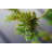" Green Twig "-451607500