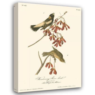 Alcott Hill® Audubon, John James Gallery, art sur toile tendue: Oiseau de riz errant