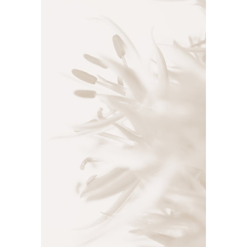 FLOWER 2, 50.8cm H x 76.2cm W