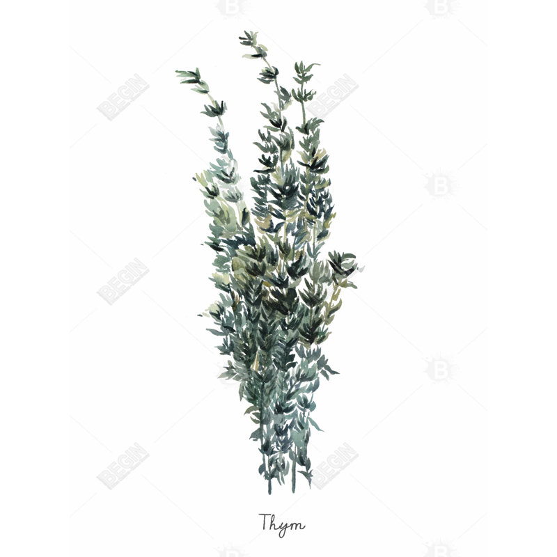 Thyme Leaves Bundle - Farmhouse Green Canvas for Home Decor