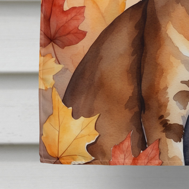 Chat en feuilles d'automne, Chausie