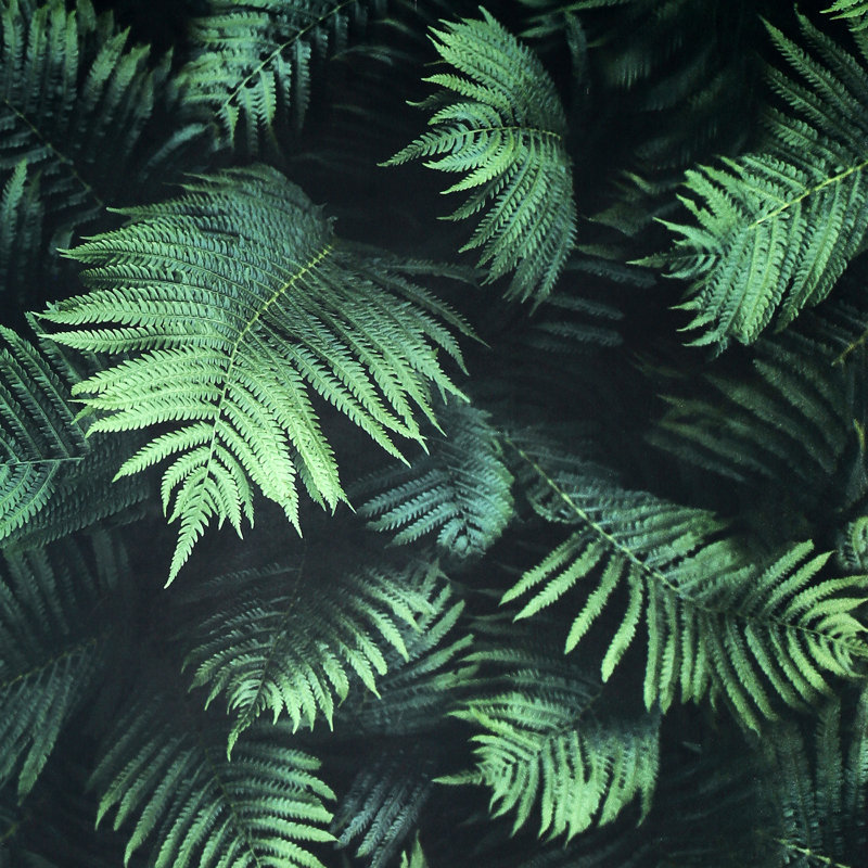 Papier peint Winona Green Ferns