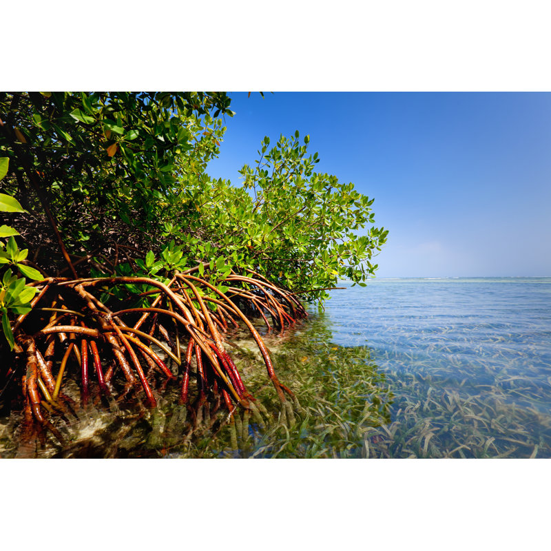 Red Mangrove Forest - Wrapped Canvas Print, 81cm H x 122cm W x 3.8cm D