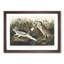 Night Heron by John Audubon - Framed Print-55577188-55577191