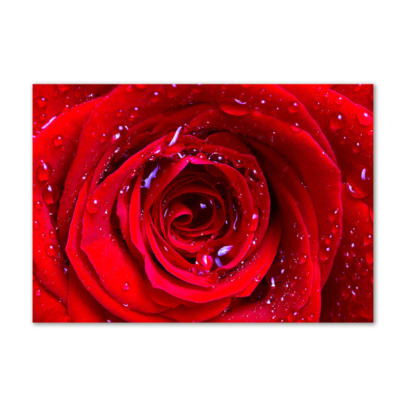 Rose Flower - Wrapped Canvas Print