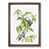 Walnut Framed