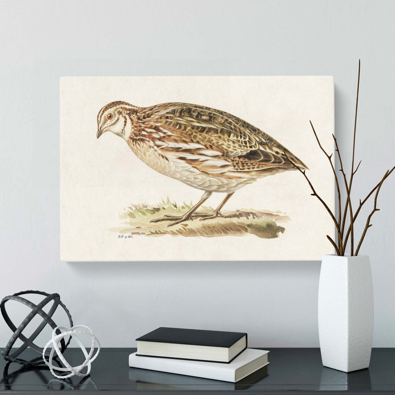 Common Quail by Von Wright - Wrapped Canvas, 40cm H x 60cm W x 3cm D
