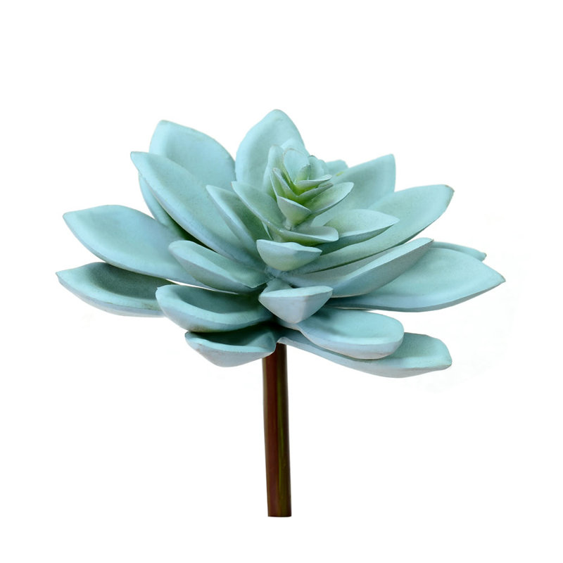 Graptoveria Titubans