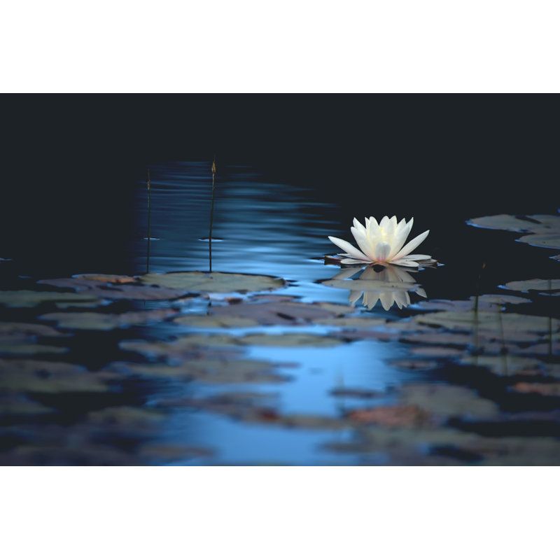 Fleur de nénuphar reflétant l'eau douce, H 24 po x l 36 po