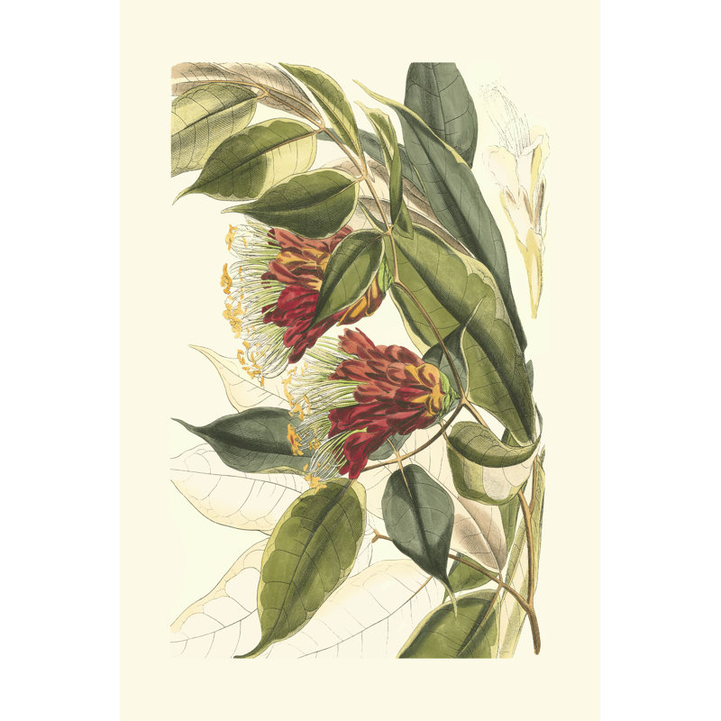Fantastical Botanical II by Curtis - Wrapped Canvas Art Prints, 46cm H x 30cm W
