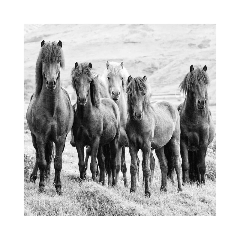 B And W Horses VIII by PHBurchett - Wrapped Canvas Print, 45.72 cm H x 45.72 cm W x 1.91 cm D