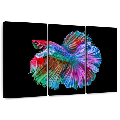 Brampt Chromatic Betta Fish