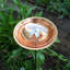 Bain d'oiseaux en cuivre Dogwood