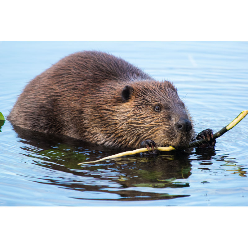 Beaver Eating Bark Off A Branch On Canvas par Christina Radcliffe, photographie, H 20 po x l 30 po x P 1,25 po