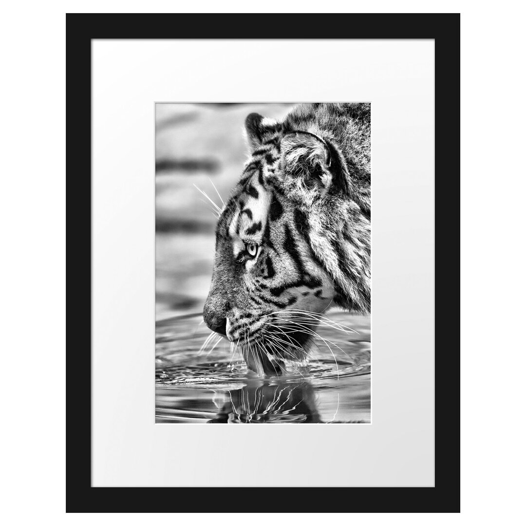 Gerahmtes Poster Tiger am Wasserloch