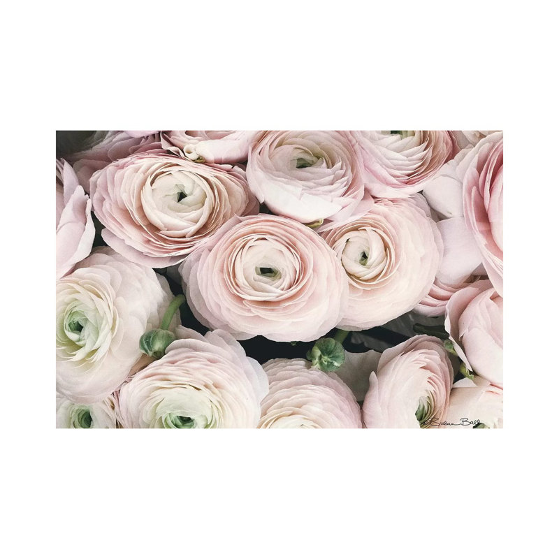Soft Ranunculus, 45.72cm H x 66.04cm W