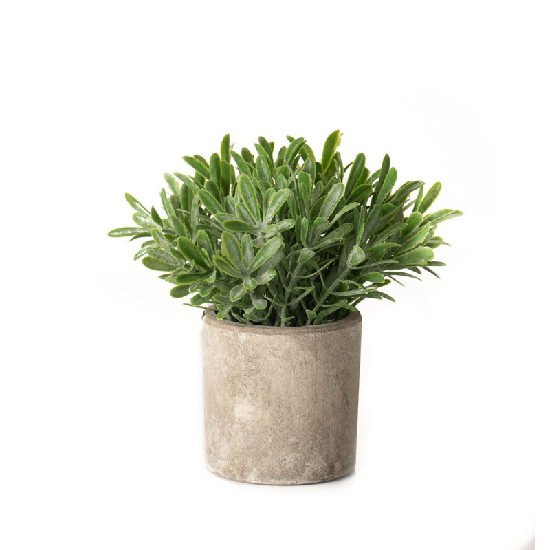 20cm Faux Buxus Plant in Stone Pot