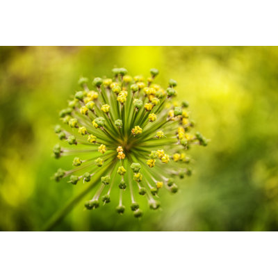 Vert allium - imprimé