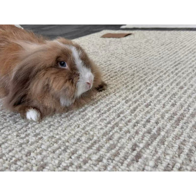 Tapis d'intérieur. Tapis durable et résistant aux taches. Importé, 100 % laine, couleur uni. Tapis Latitude Run en laine mélangée de qualité supérieure, tufté à la main, couleur avoine grège chiné, idéal pour l'intérieur. Tapis doux en fibres naturelles pour le salon, la chambre et les pièces à fort passage.