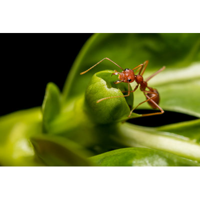 Red Ant on Green Leaf 1 Piece Wrapped Canvas Wall Art