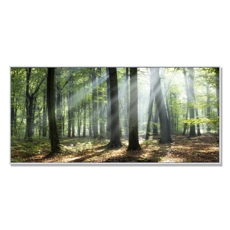 «Sunny Morning Magic Forest», photographie sur toile, H 30 po x l 40 po x P 1,5 po, Cadre blanc