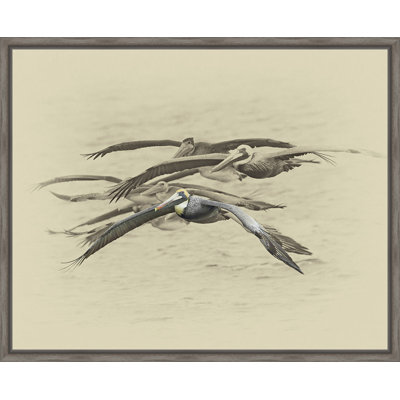 " Brown Pelicans "