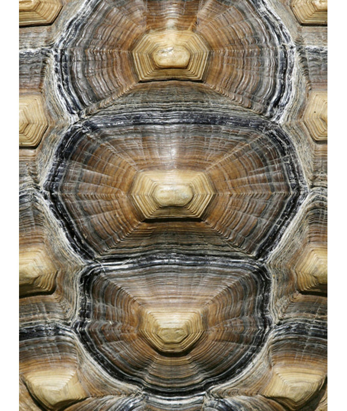 Carapaced Motif VI Print by Austin Beiv, Glass Coat, 40" H x 30" W x 1.5" D