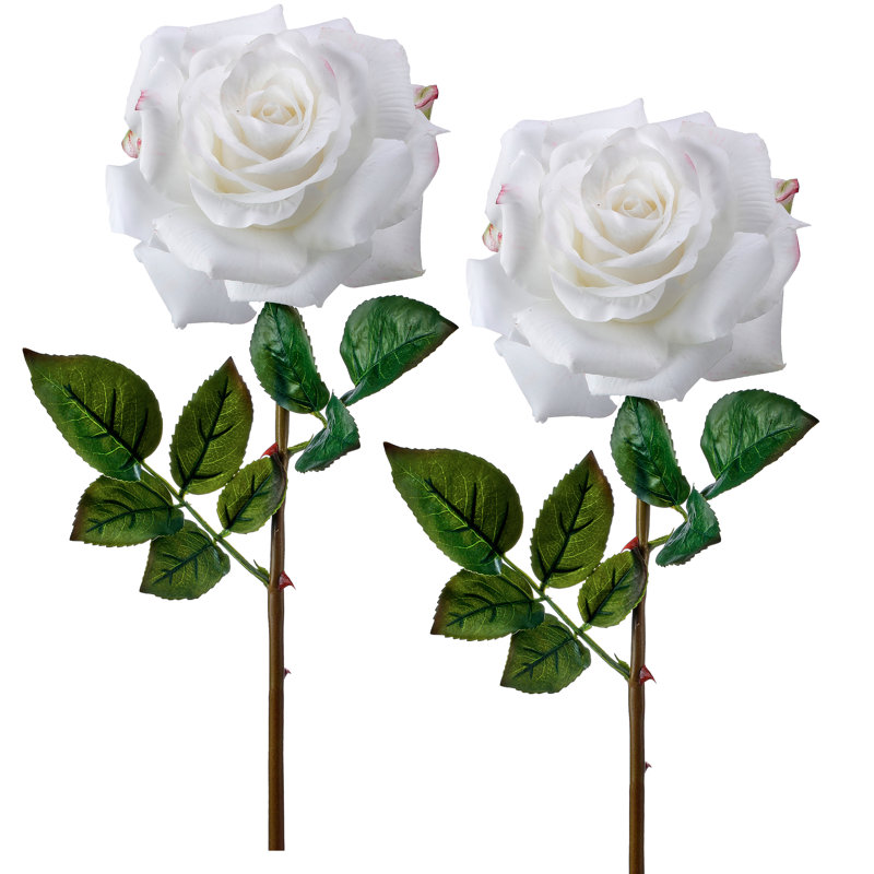 27"Just Cut Open Garden Rose, White