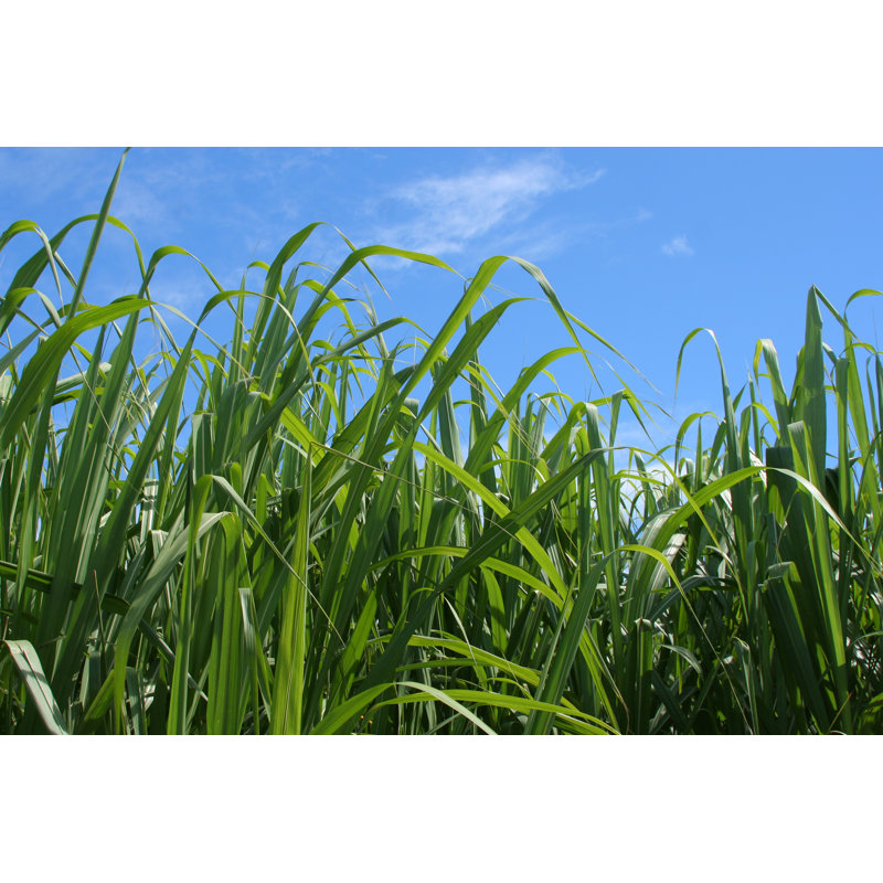 Sugar Cane - Photographie sur toile tendue, H 8 po x l 12 po