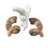Trophy Size Real Ram Skull