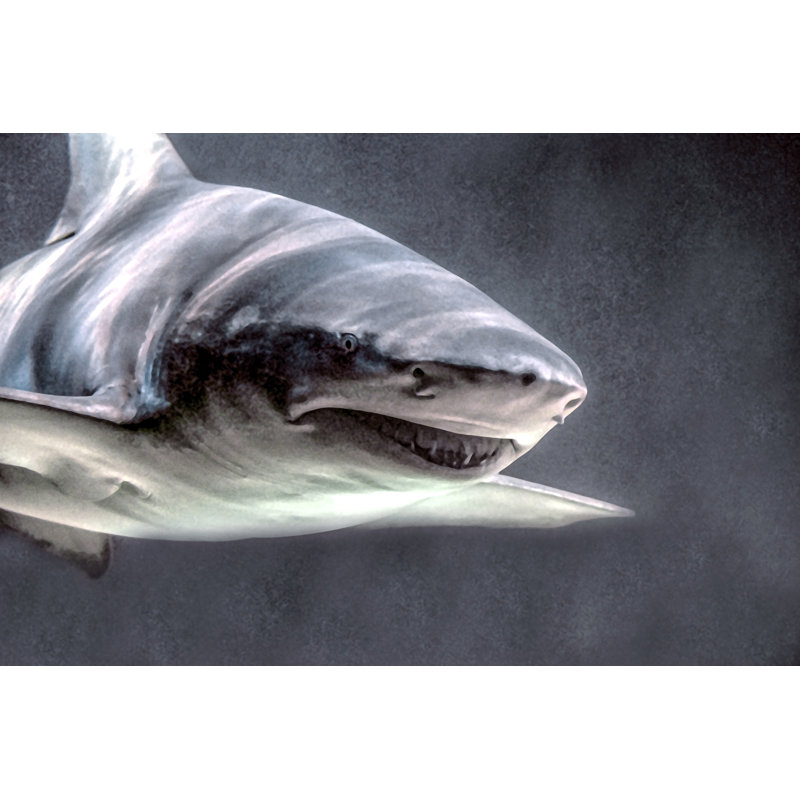 Grey Nurse Shark by Thomasmales - Wrapped Canvas Print, 30cm H x 46cm W