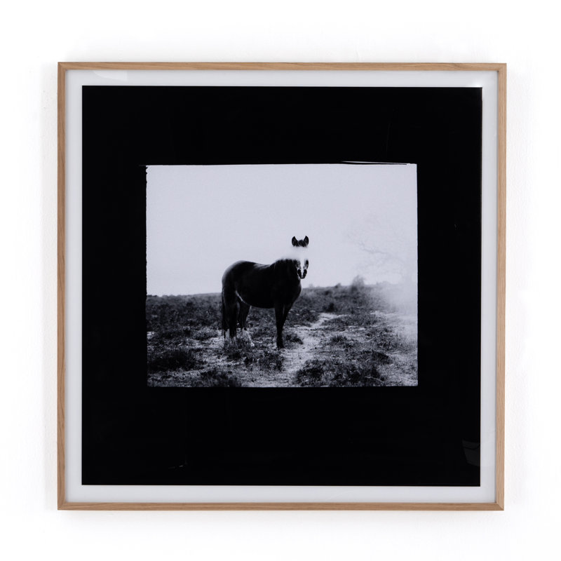 Blank Horse Print by Annie Spratt, 40" H x 40" W x 2.5" D