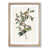 Oak Framed selected