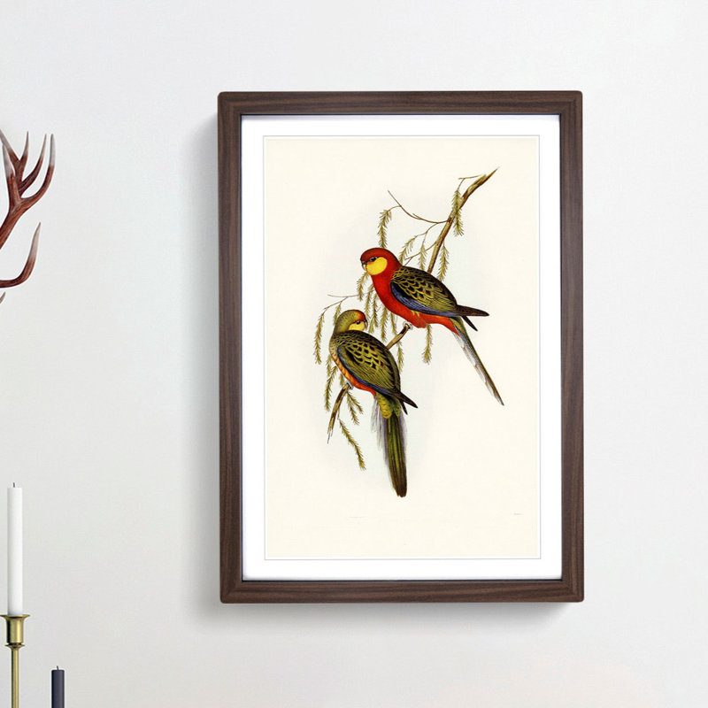 Earl of Derby's Parakeets by Elizabeth Gould - Picture Frame Painting Print, 36cm H x 27cm W x 2cm D, Walnut Framed