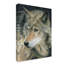 «Curious Eyes» par Carla Kurt - reproduction sur toile-31877251