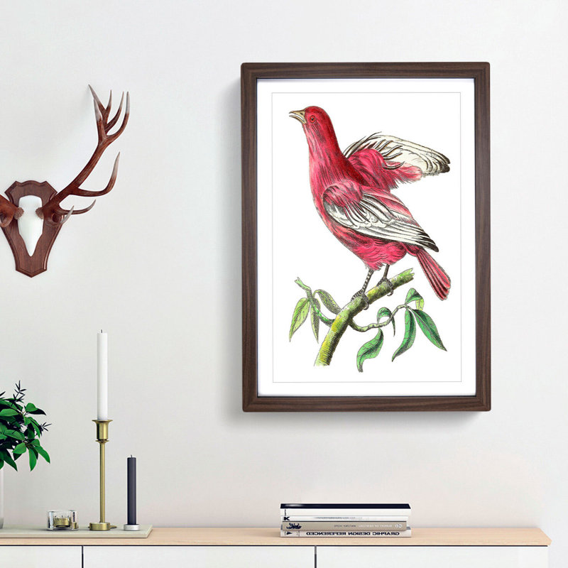 Pompadour Chatterer Bird by George Shaw - Framed Print, 48cm H x 36cm W x 2cm D, Walnut Framed