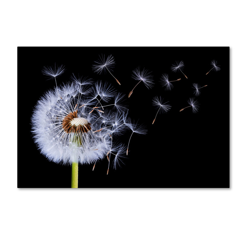 « pissenlit souffleing », impression sur toile tendue, 16 po x 24 po