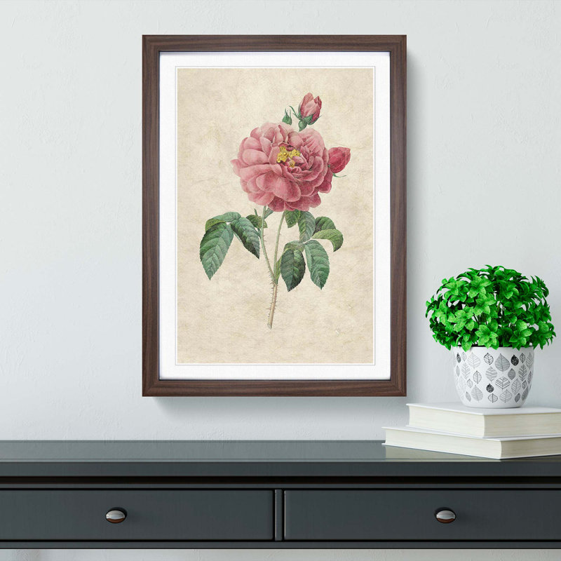 Pink Blush Cabbage Rose by Pierre-Joseph Redoute - Picture Frame Painting Print, Walnut Framed, 48cm H x 36cm W x 2cm D