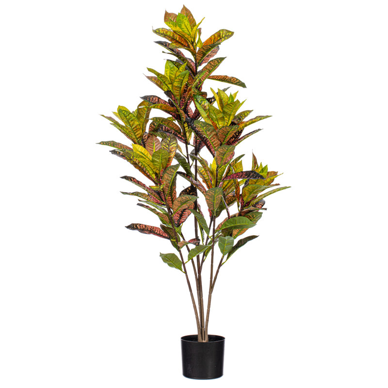  36 po. Plante en pot Croton., H 48 po x l 20 po x P 20 po