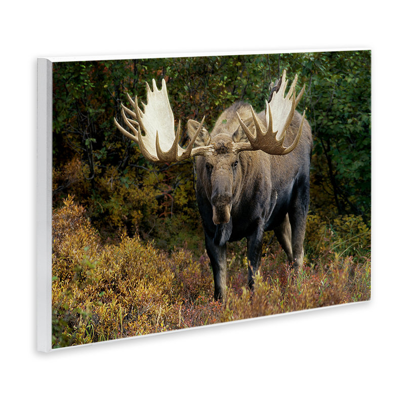 «Bull Moose Face Off» par Shane Lamb, H 10 po x l 15 po