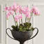 Conservatory Orchid Drop in Plant-767776364