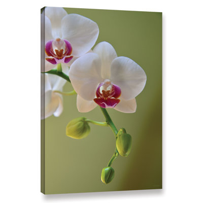 " Delicate Orchid " by Kathy Yates