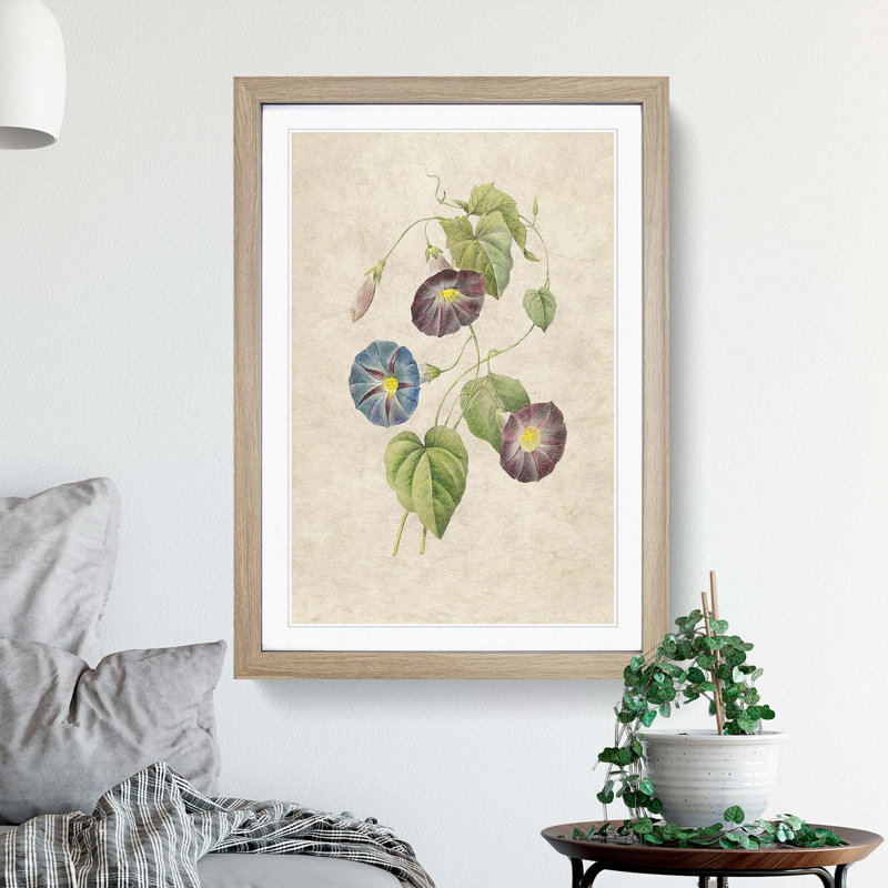 Morning Glory Flowers by Pierre-Joseph Redoute - Picture Frame Painting Print, 36cm H x 27cm W x 2cm D, Oak Framed