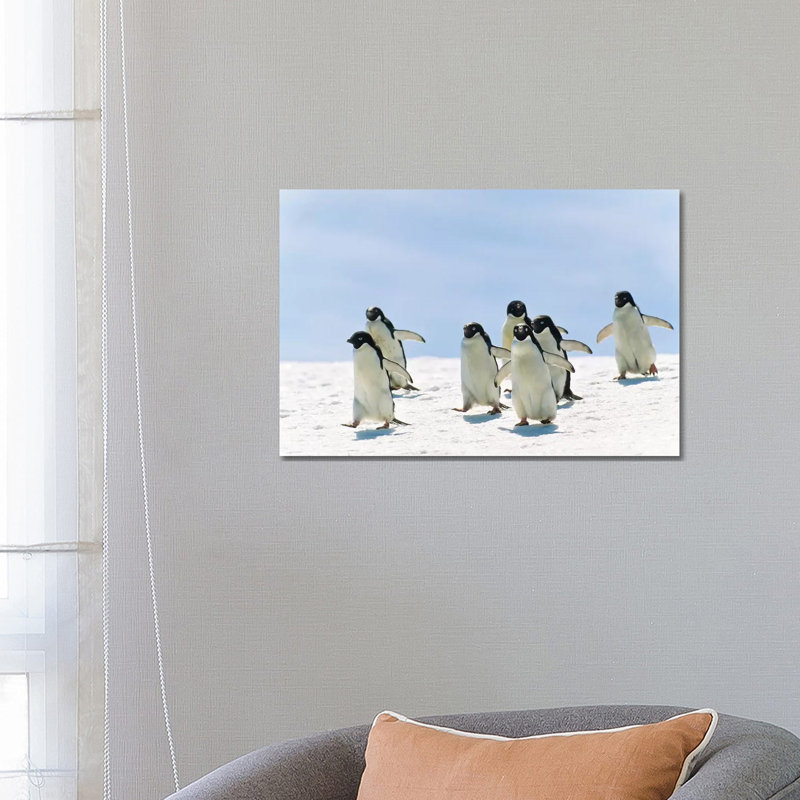 Adelie Penguin Group Running, Antarctica 1 Piece Wrapped Canvas Wall Art, 66.04 cm H x 45.72 cm W